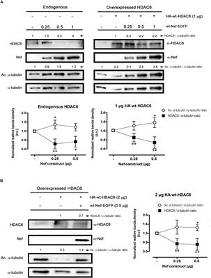 <mark class="highlighted">HIV-1 Nef</mark> Targets HDAC6 to Assure Viral Production and Virus Infection